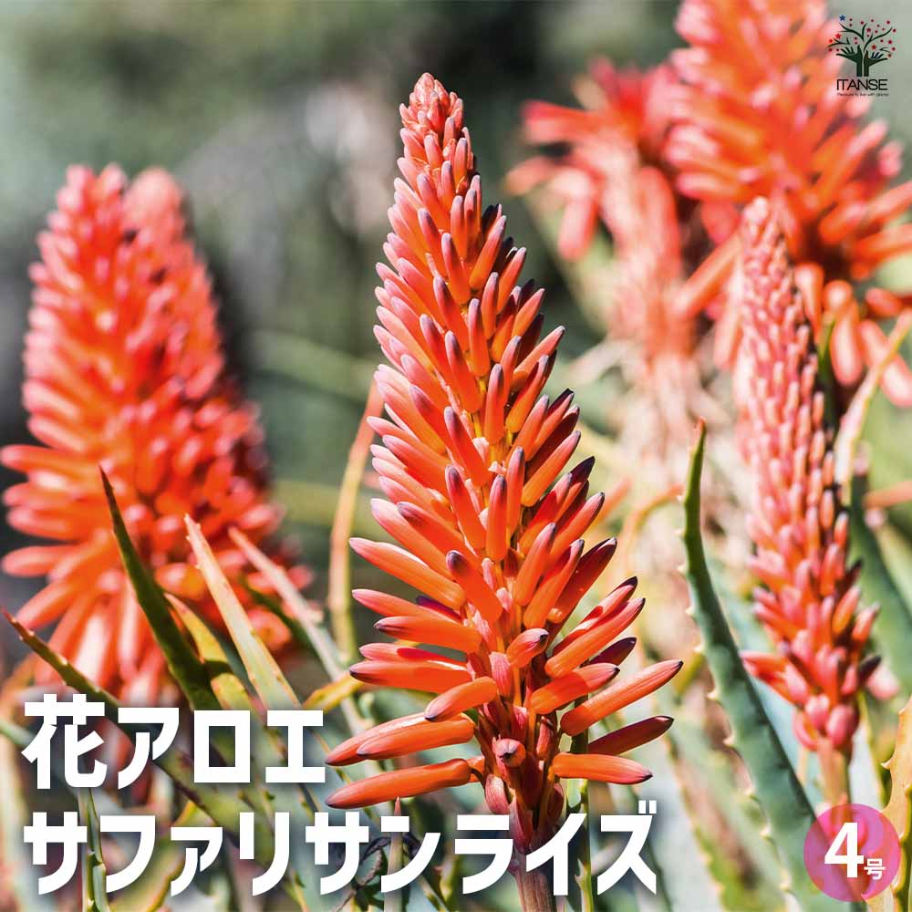 アロエ 花アロエ サファリサンライズ 【多肉植物 4号鉢】
