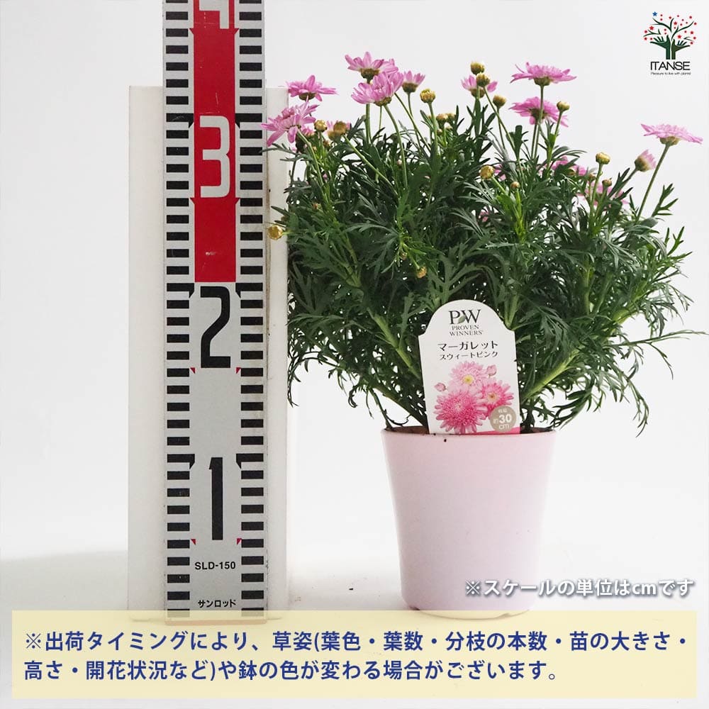 マーガレット スウィートピンク 【花苗 4号】｜ 【植物のITANSE
