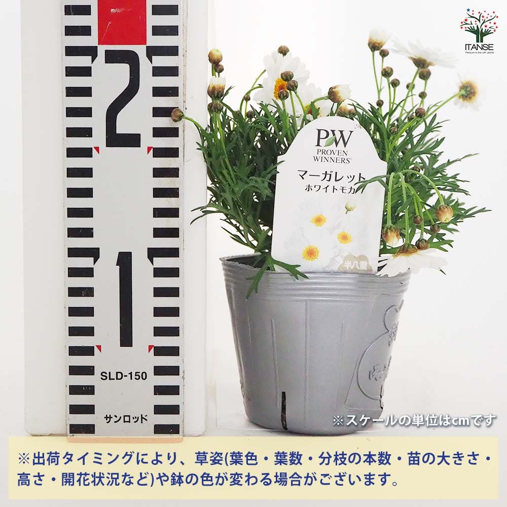 マーガレット ホワイトモカ 【花苗 3.5号】｜ 【植物のITANSE