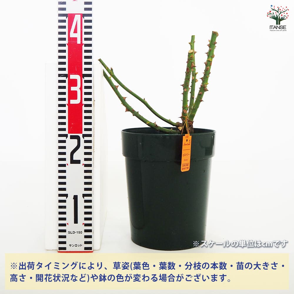 薔薇苗 ハイブリットティローズ ヒストリー 【花木苗 6号／1個