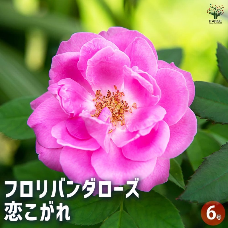 薔薇の苗 エーデルワイス (四季咲きフロリバンダローズ)【花苗新苗4号