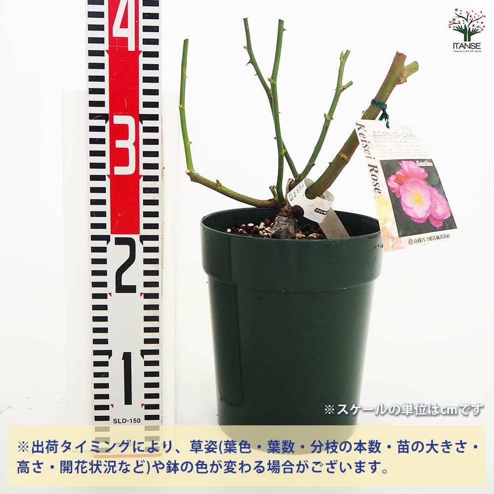 薔薇苗 フロリバンダローズ 恋こがれ 【花木苗 6号／1個売り
