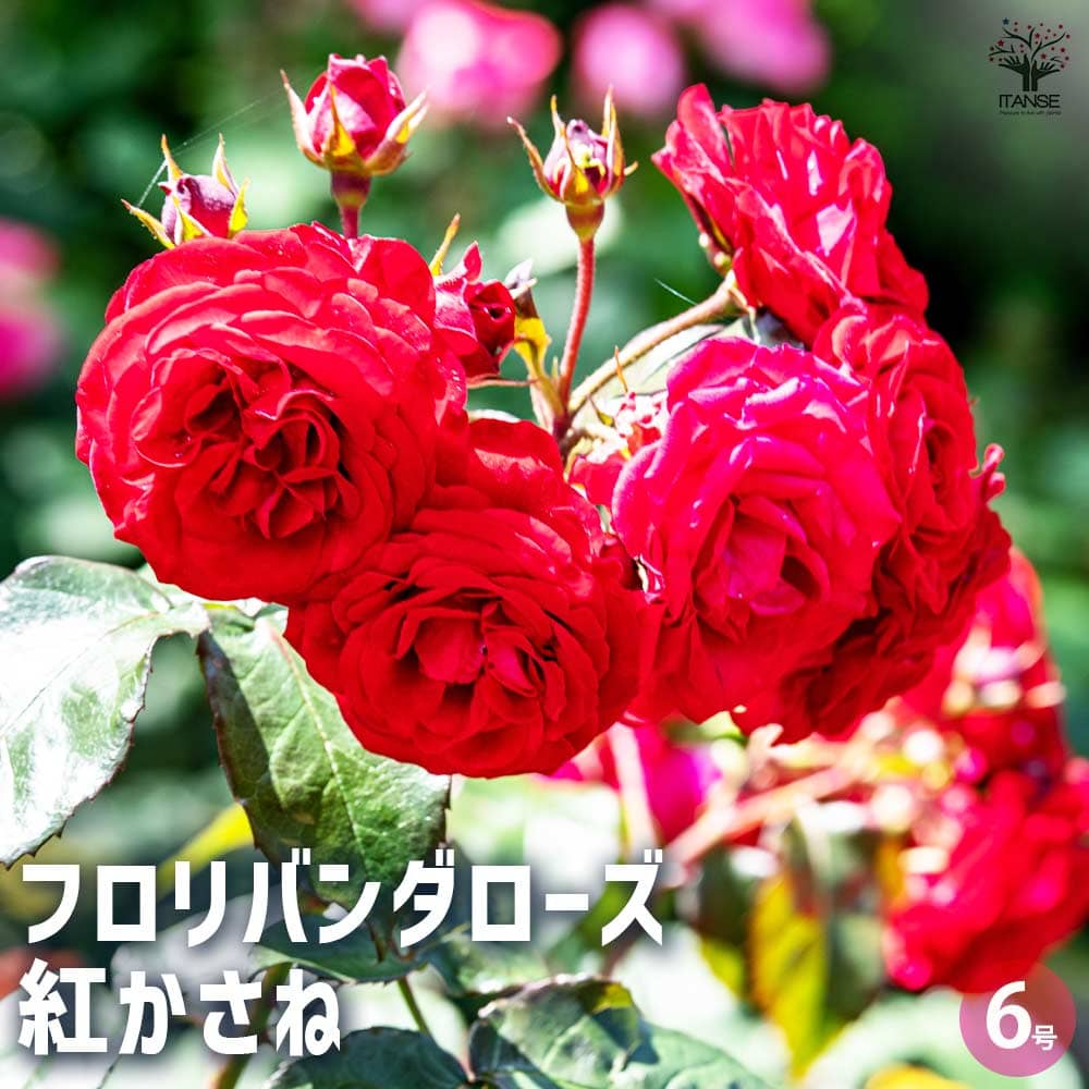 薔薇苗 フロリバンダローズ 紅かさね 【花木苗 6号／1個売り】