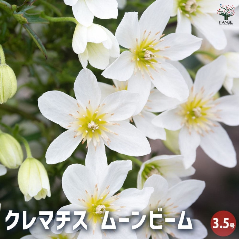 椿 数奇屋侘助(すきやわびすけ)【庭木 4.5号鉢／1個売り】｜ 【植物の
