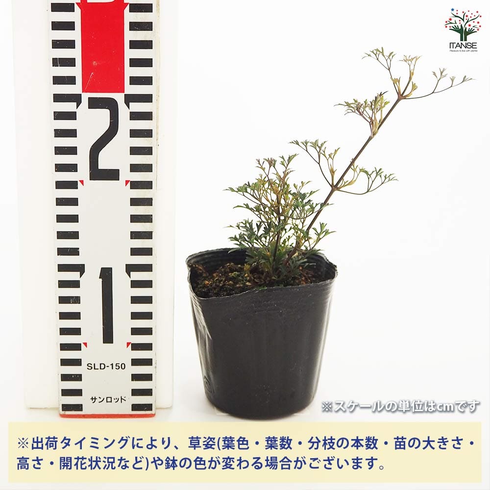 クレマチス ムーンビーム 【花木苗 3.5号】｜ 【植物のITANSE