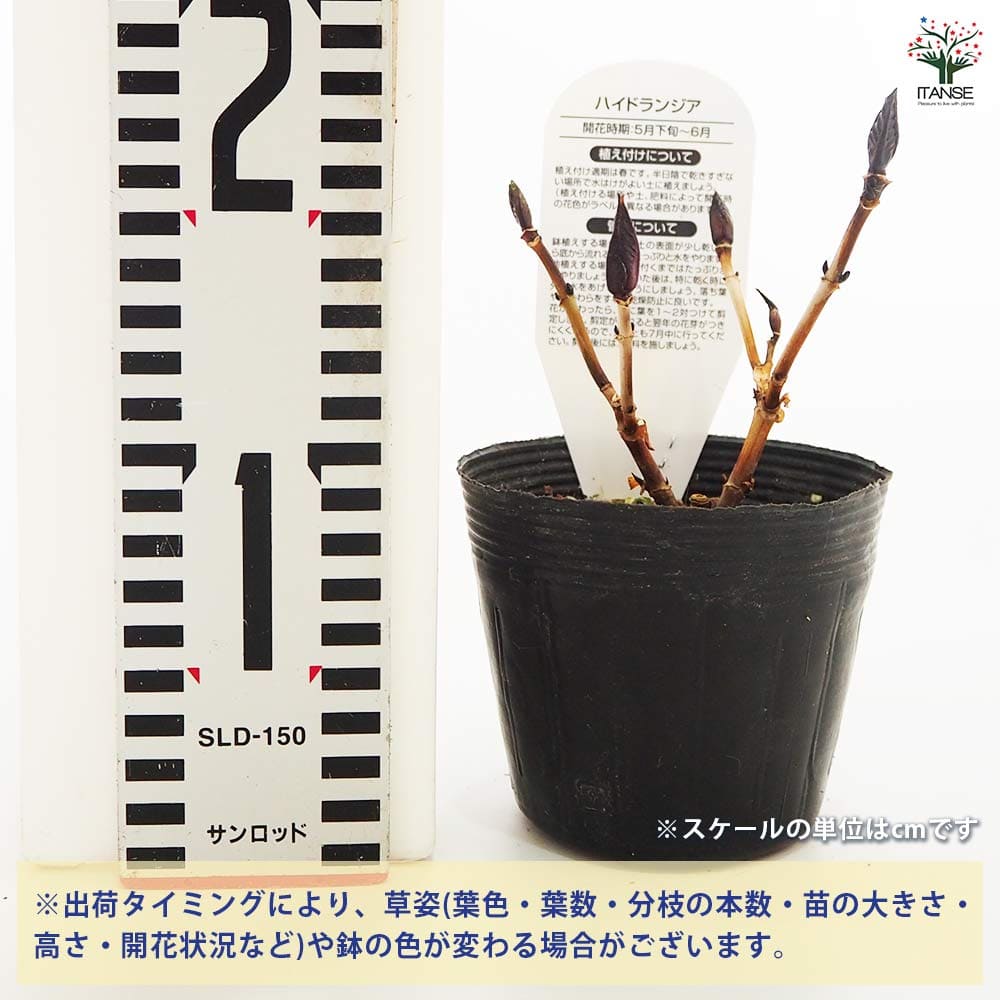 アジサイ カヌマブルー 【花木苗 3.5号】｜ 【植物のITANSE