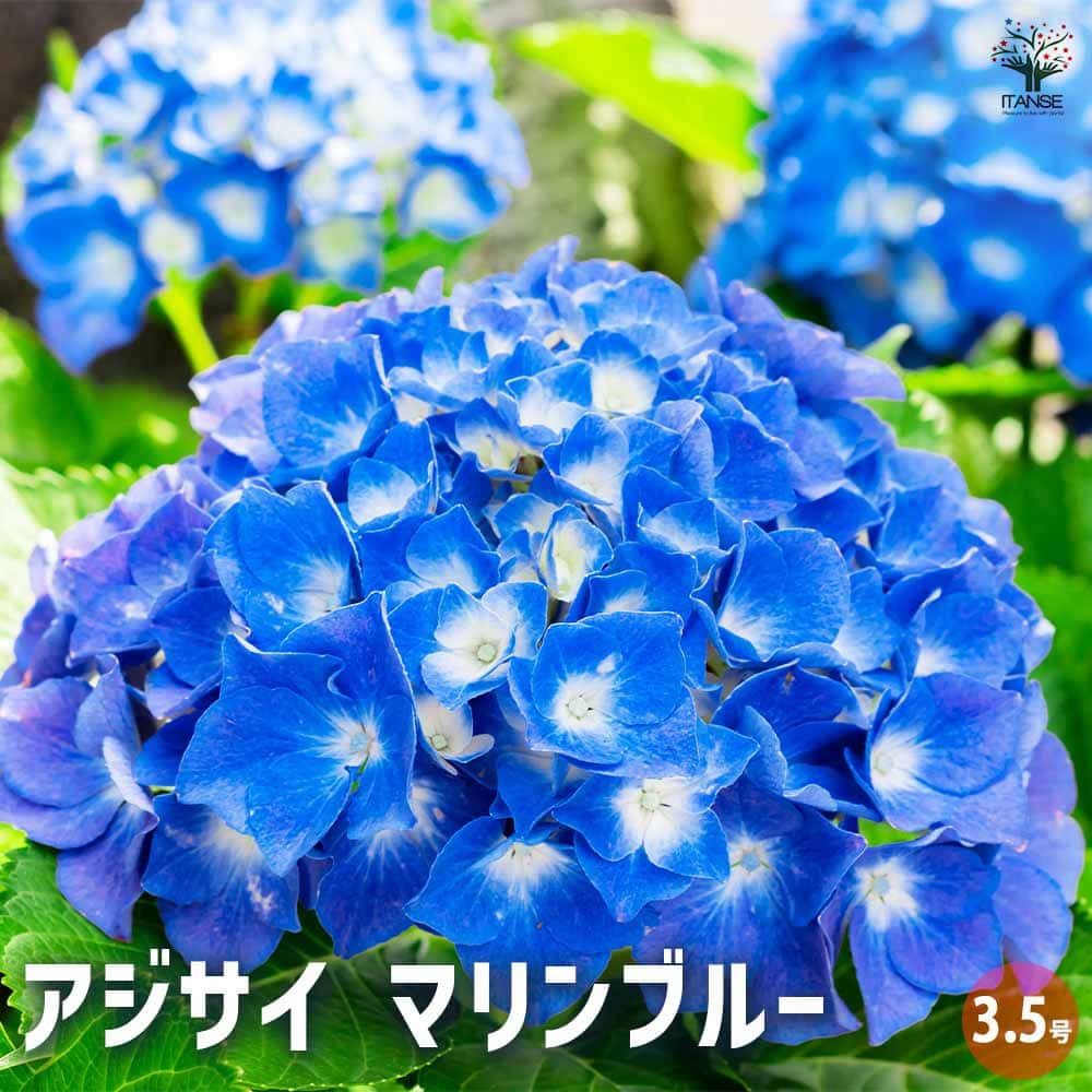 紫陽花 ブルー系 苗木（アジサイ マリンブルー 【花木苗 3.5号