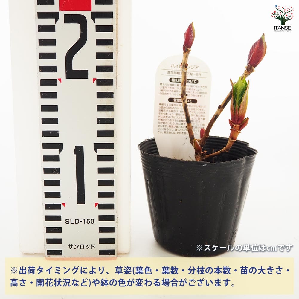 アジサイ みなみクィーン 【花木苗 3.5号】｜ 【植物のITANSE