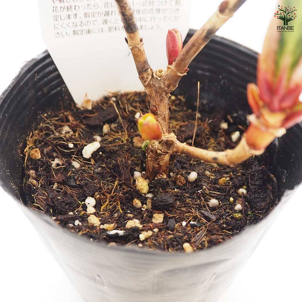 アジサイ みなみクィーン 【花木苗 3.5号】｜ 【植物のITANSE
