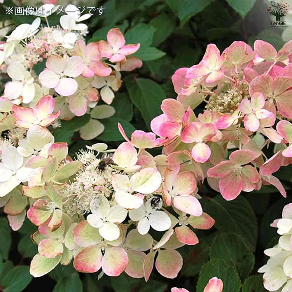 アジサイ ピラミッドアジサイ ダイアモンドルージュ 【花木苗 6号／1個