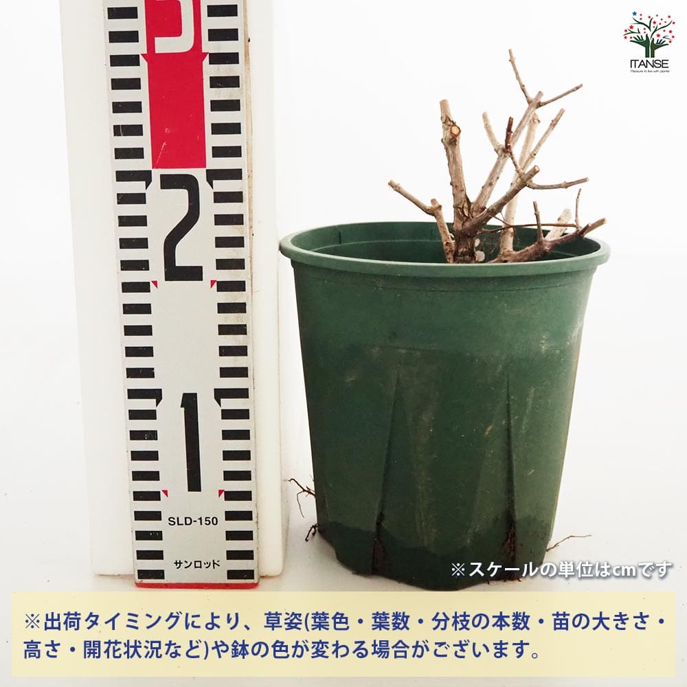 アジサイ ピラミッドアジサイ サンデーフレイズ 【花木苗 6号／1個売り