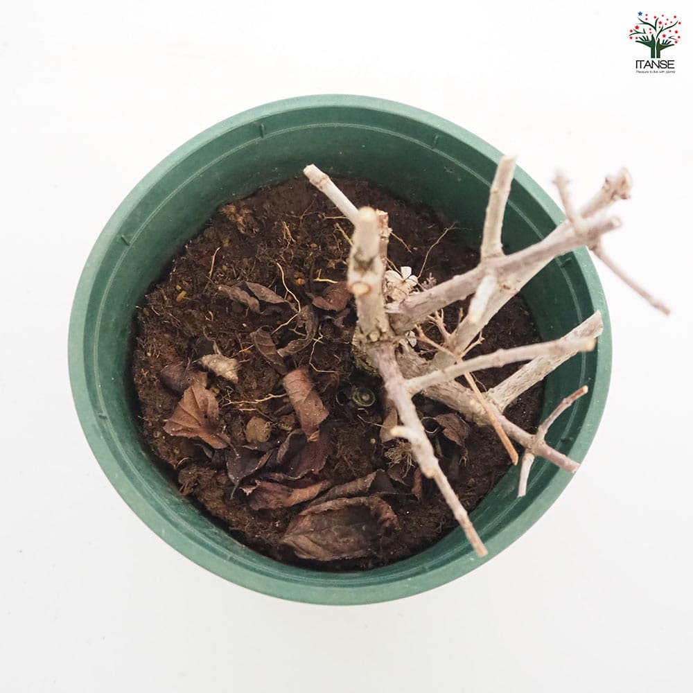 サンデーフレーズ ピラミッドあじさい苗