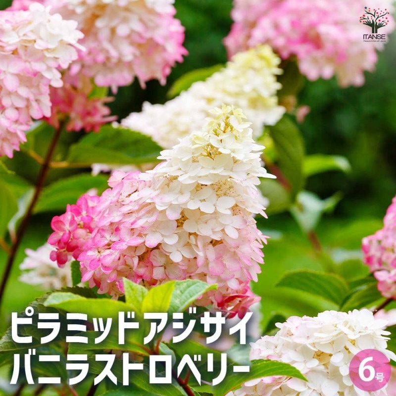 アジサイ／ハイドランジア｜【植物のITANSE】全品送料無料・即出荷!