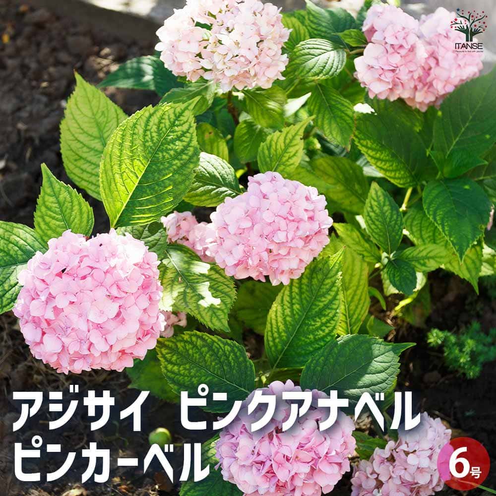 アジサイ ピンクアナベル ピンカーベル 【花木苗 6号／1個売り