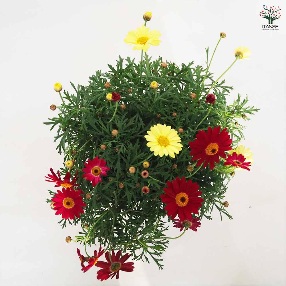 マーガレット 寄せ植え スクエア鉢 【花苗 5号／1個売り】｜ 【植物の