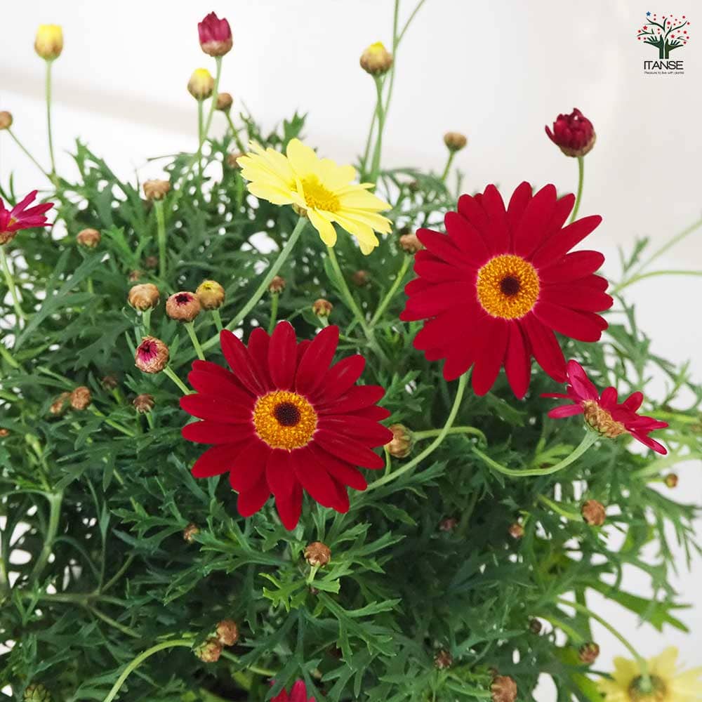 マーガレット 寄せ植え スクエア鉢 【花苗 5号／1個売り】｜ 【植物の