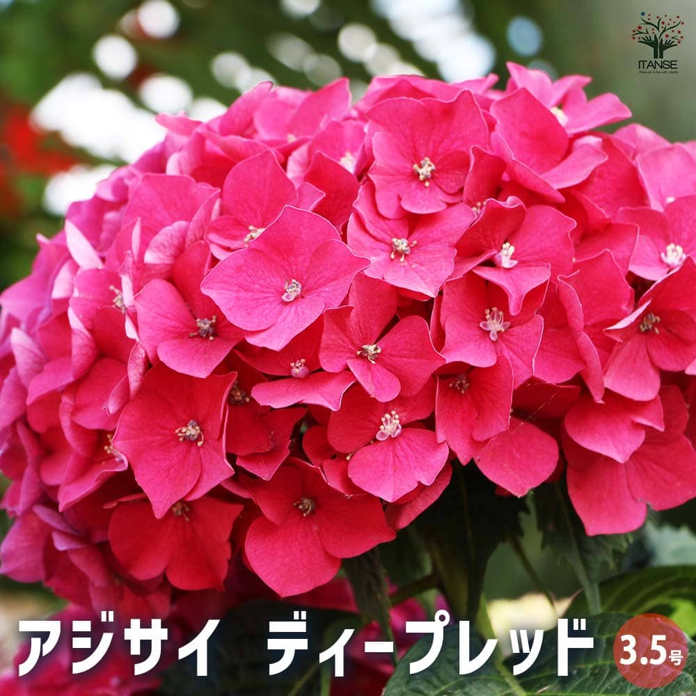 輸入アジサイ　大 苗 お得！！綺麗な輸入アジサ 苗3 種セイト - メルカリ