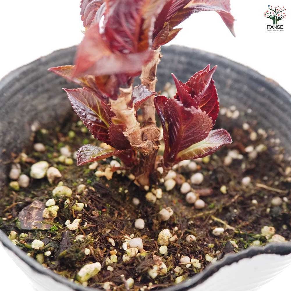 イチジク苗木 イチジク苗 いちじくの木 ロードス（イチジク）：果樹苗 大株 5寸