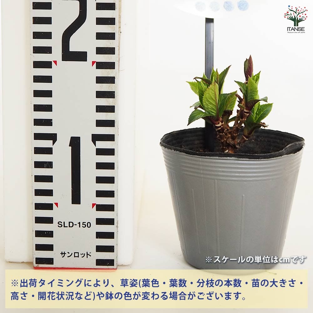 値段が激安 アジサイ 9種類＋赤系1 の4号鉢10株セット （山アジサイ 大紫紅 その他