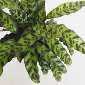 カラテア ランキフォリア 5号【品種で選べる観葉植物／1個売り】|観葉植物