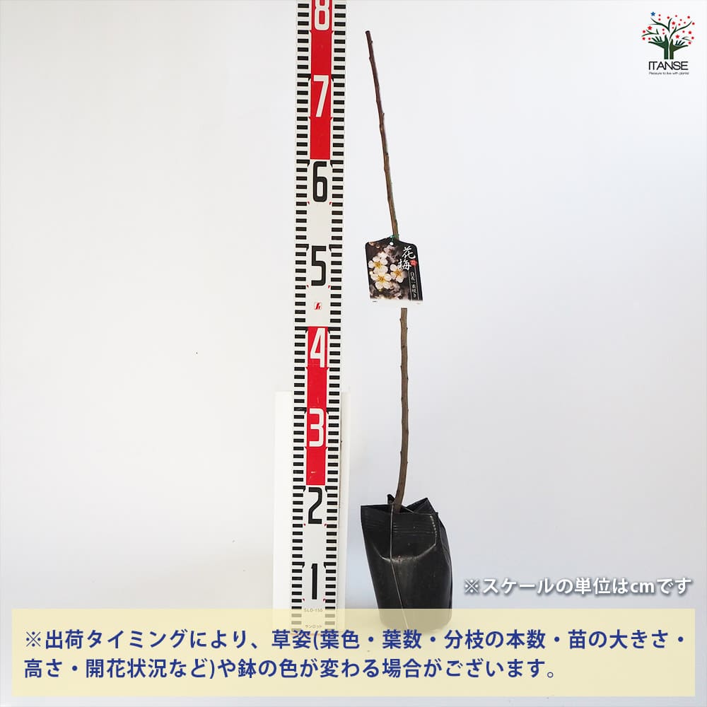 花梅の苗木 白花一重 【花木苗 4～5号／1個売り】｜ 【植物の
