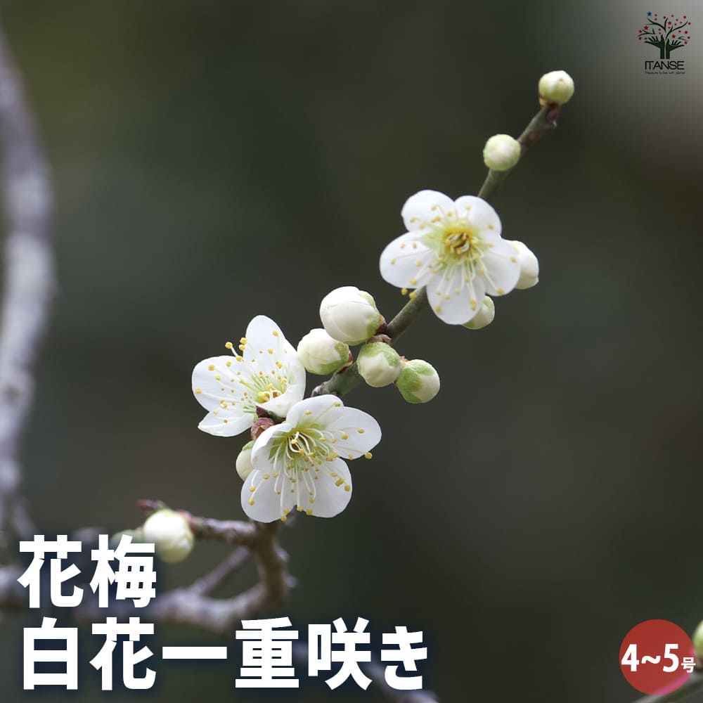 花梅の苗木 白花一重 【花木苗 4～5号／1個売り】｜ 【植物の