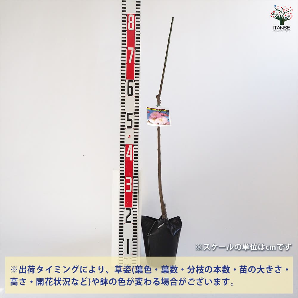 花梅 八重咲き ピンク（陶器鉢植え） 9寸鉢 送料無料 | 橋本種苗園