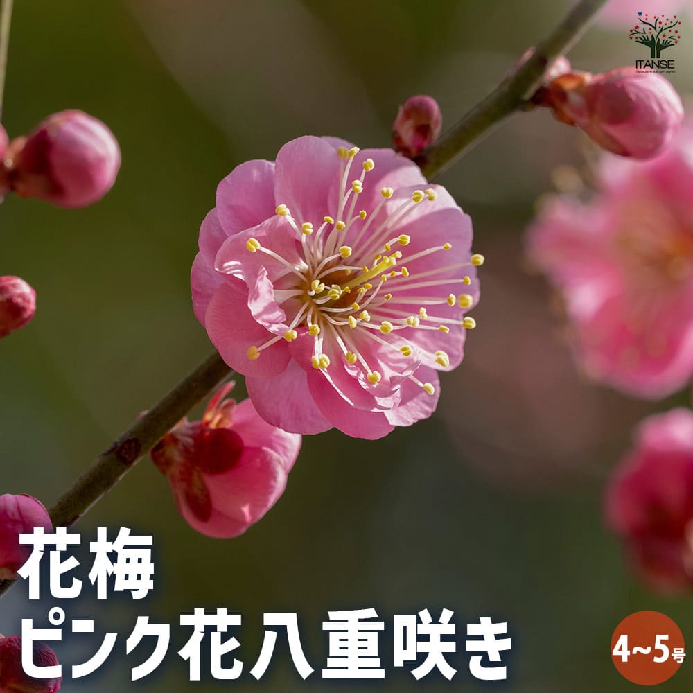 盆栽 今が旬 花梅 梅 【思いのままに】9号鉢 極上品 幹太 ほぼ蕾 写真