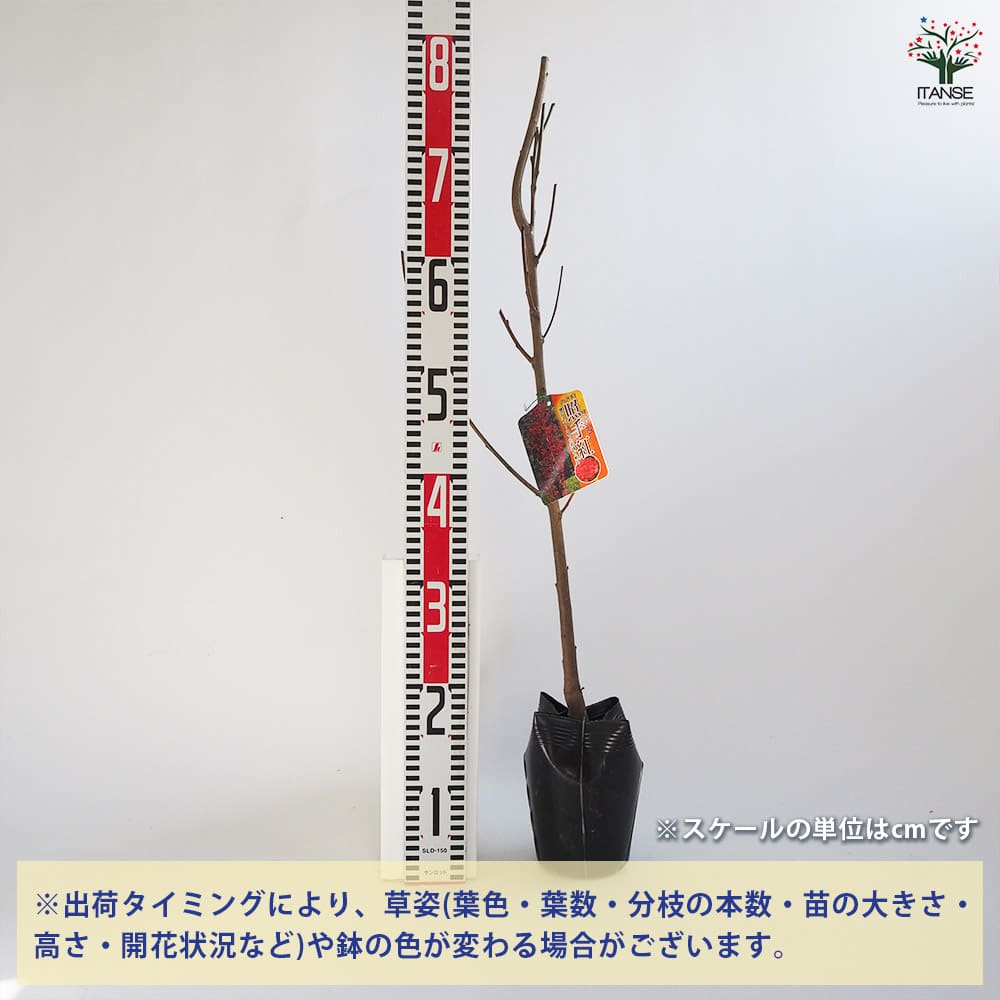 花桃の苗木 照手紅 【花木苗 4~5号/1個売り】| 【植物の 花桃の苗木 照手紅 【花木苗 4~5号/1個売り】| 【植物の