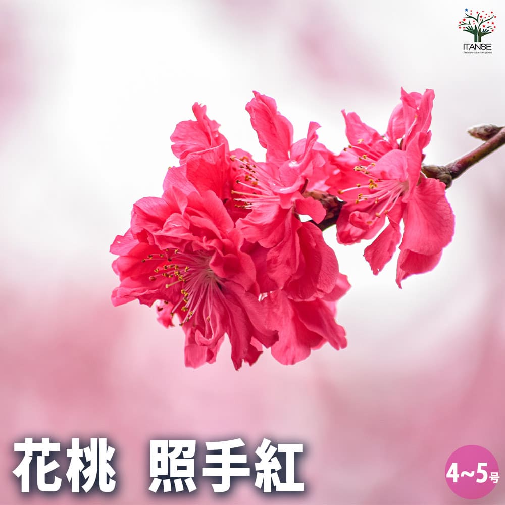 花桃の苗木 照手紅 【花木苗 4～5号／1個売り】｜ 【植物の