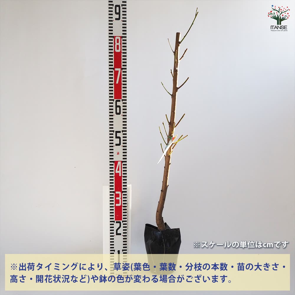花桃の苗木 照手白 【花木苗 4～5号／1個売り】｜ 【植物の