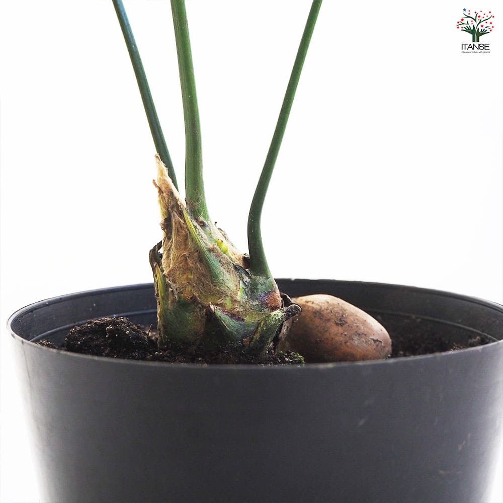観葉植物 ディオーン スピヌロスム 【観葉植物 6号／1個売り