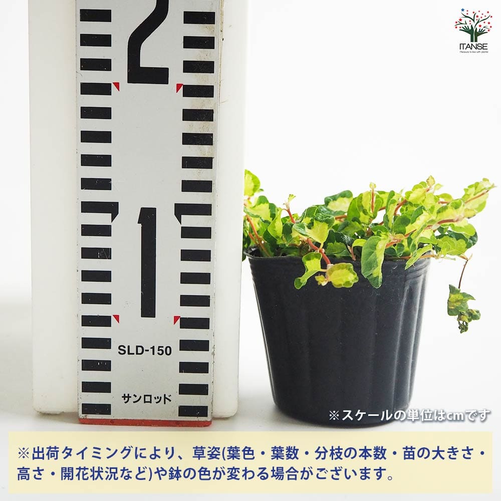 プミラ　苗　月光　フィカス 模様入り　宿根草 多年草　観葉植物 斑入り】 フィカス プミラ 『月夜の光』 3寸POT