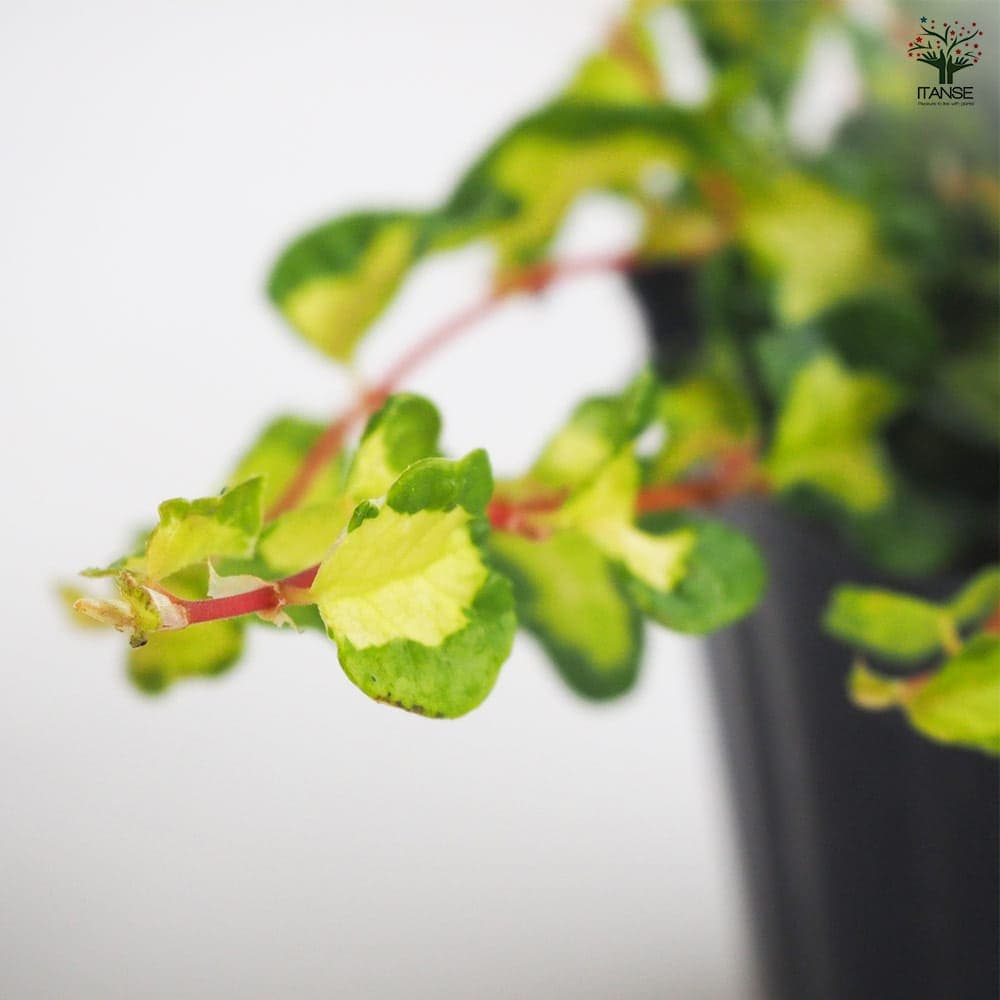 観葉植物 フィカス プミラ 月夜の光 【観葉植物 3号】｜ 【植物の