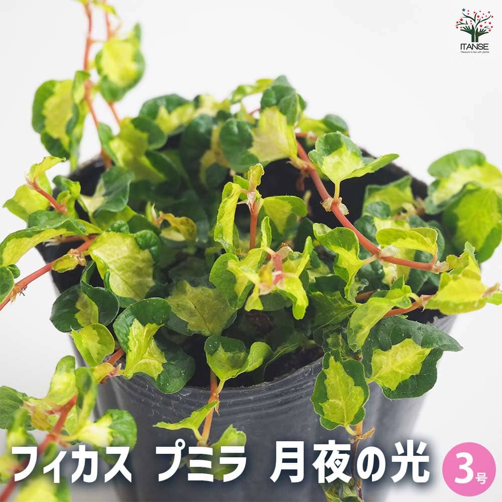観葉植物 フィカス プミラ 月夜の光 【観葉植物 3号】
