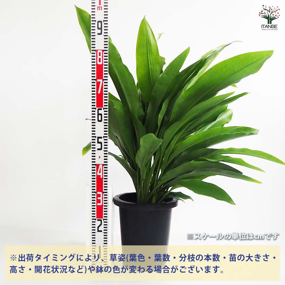 観葉植物 オルキダンタ マキシラリオイデス 【観葉植物 8号／1個売り