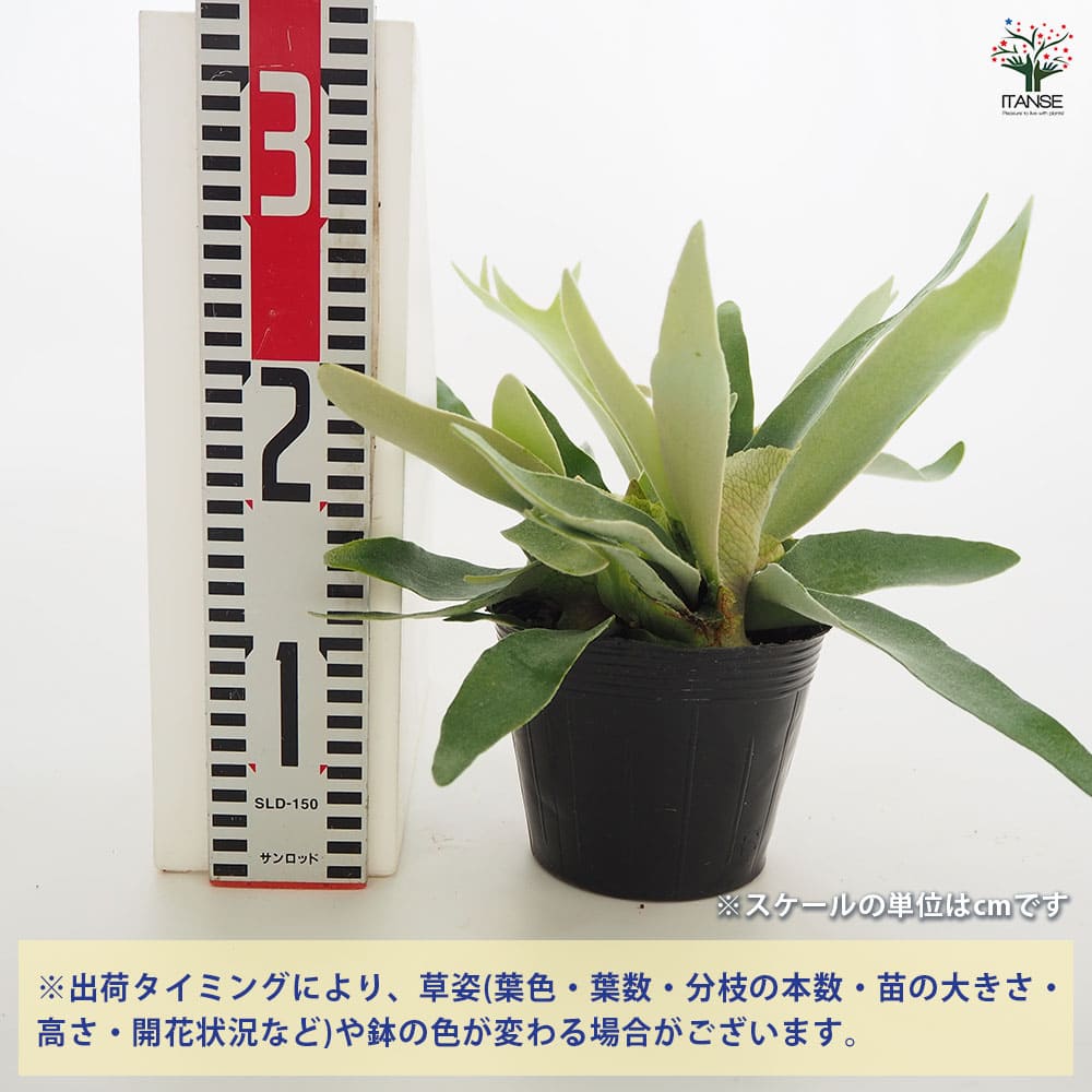 観葉植物 コウモリラン ベイチー 【観葉植物 5号／1個売り
