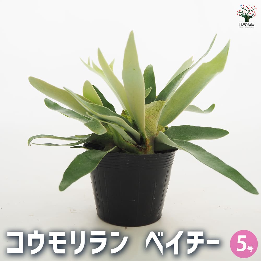観葉植物 コウモリラン ベイチー 【観葉植物 5号／1個売り