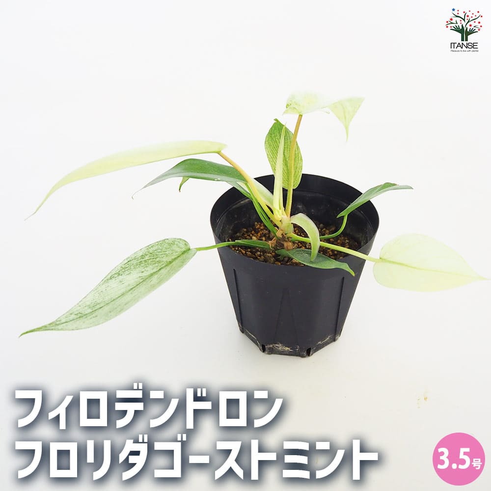 観葉植物 フィロデンドロン フロリダゴーストミント 【観葉植物 3.5号／1個売り】
