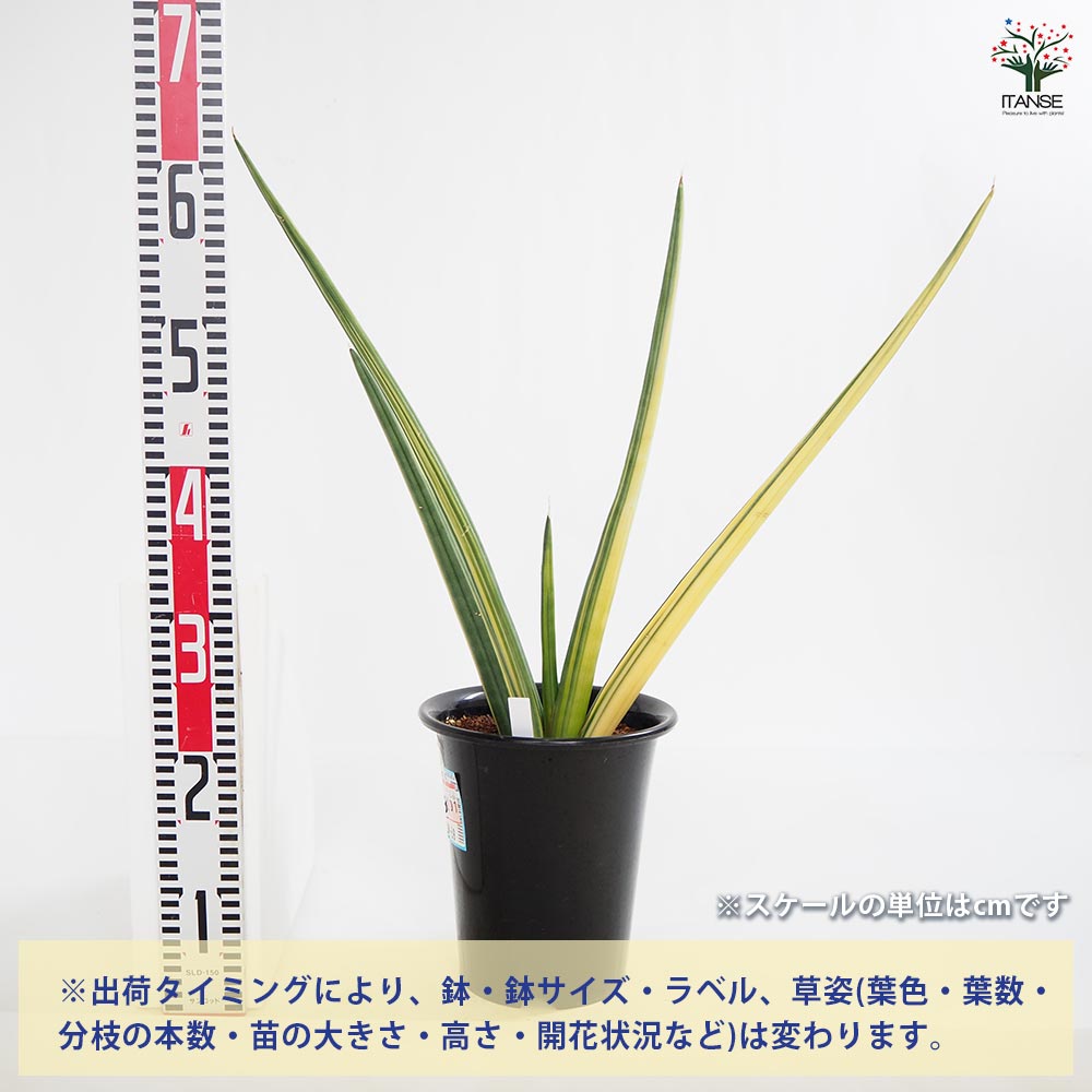 観葉植物 サンスベリア パテンス 【観葉植物 7号／1個売り】｜ 【植物