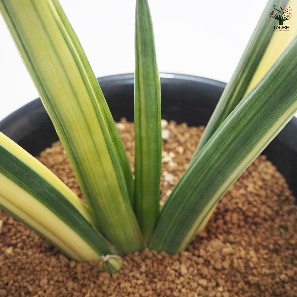 観葉植物 サンスベリア パテンス 【観葉植物 7号／1個売り】｜ 【植物
