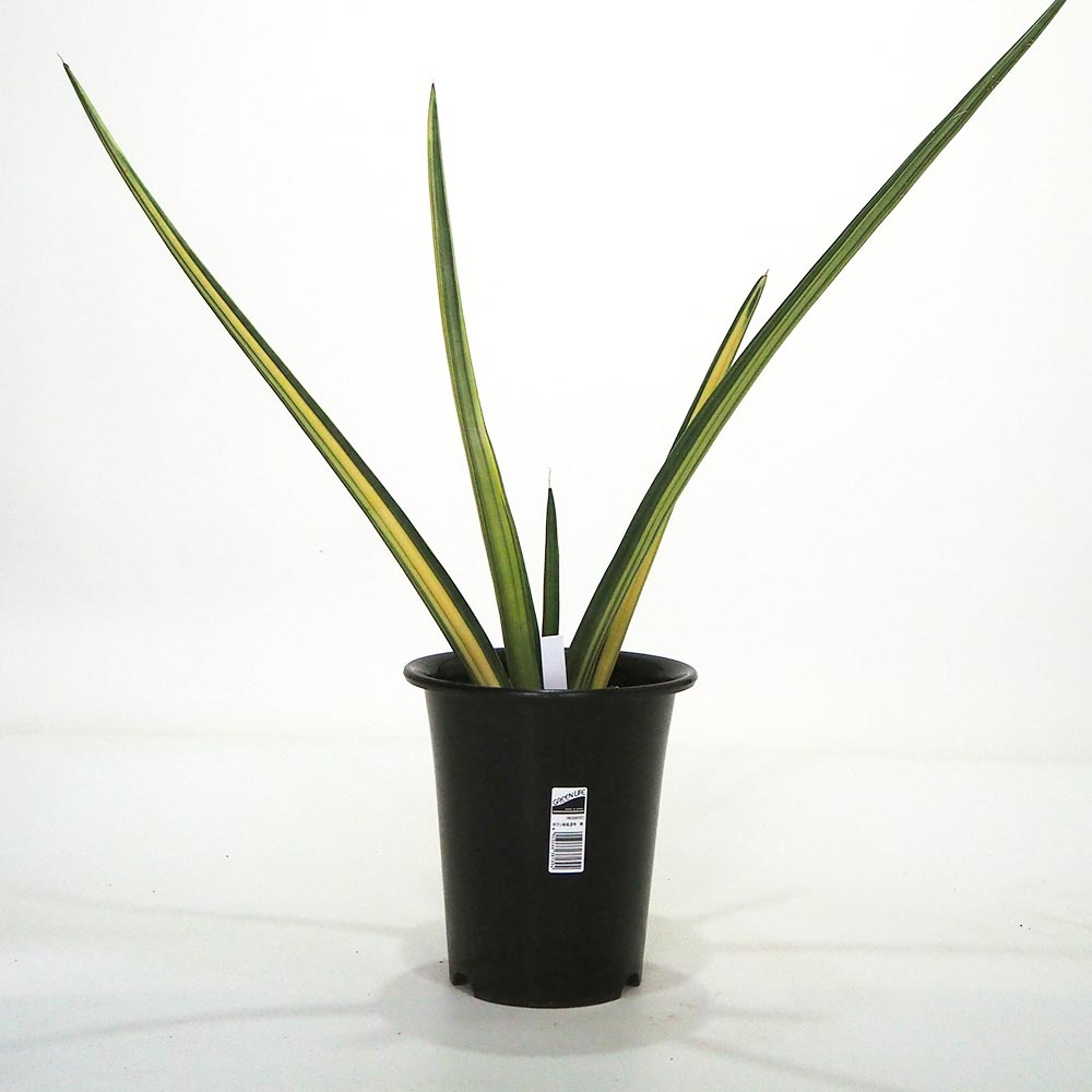 観葉植物 サンスベリア パテンス 【観葉植物 7号／1個売り】