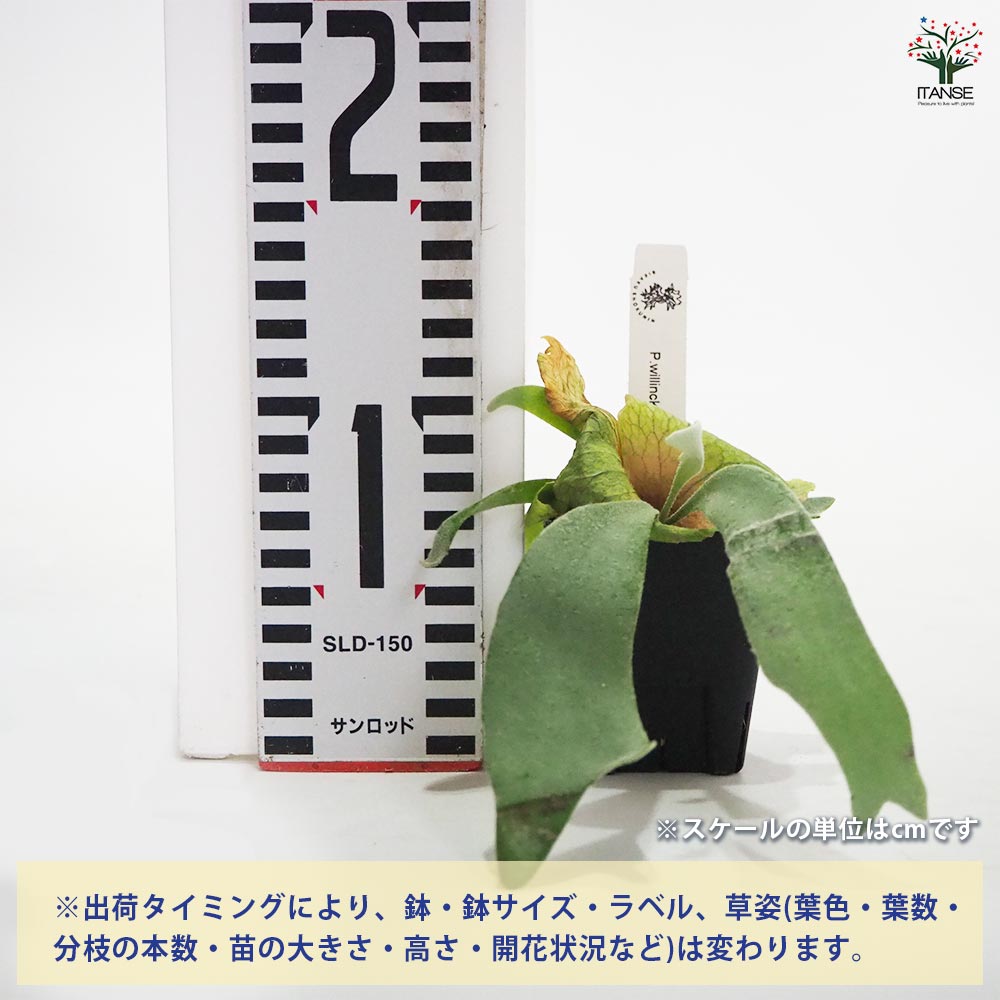観葉植物 コウモリラン ドワーフタツタ スポア 【観葉植物 2.5号