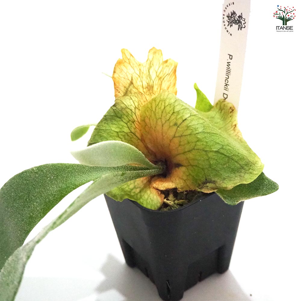 中株サイズ dwarf tatsuta ドワーフタツタ スポア P.Willinckii Dwarf Tatsuta 【artPLANTs】ビカクシダ