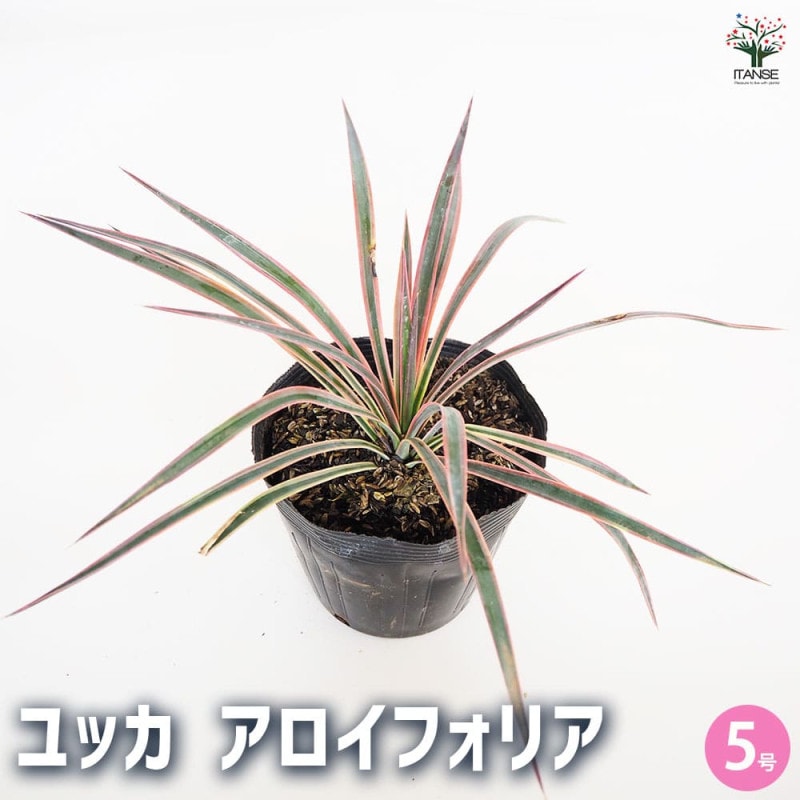 ユッカ｜【植物のITANSE】全品送料無料・即出荷!
