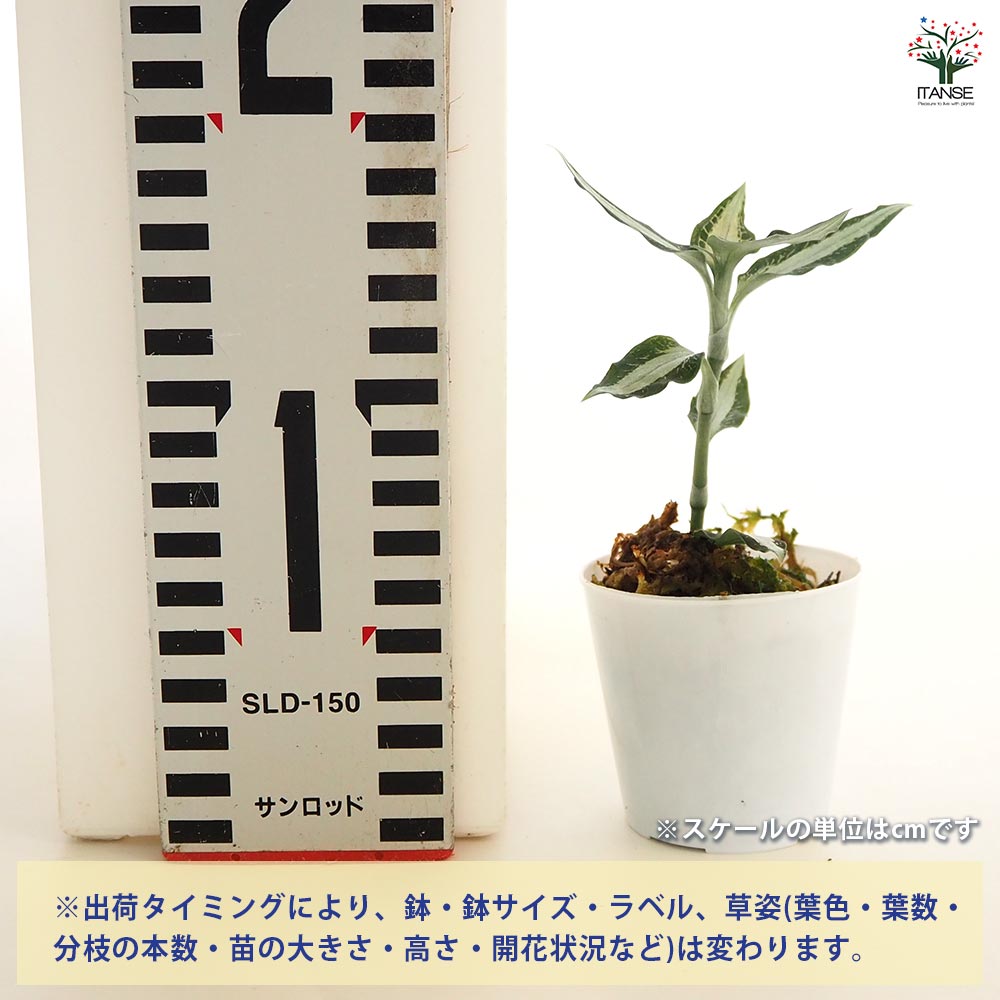 観葉植物 アスピドギネ アルゲンティア 【観葉植物 2号】｜ 【植物の