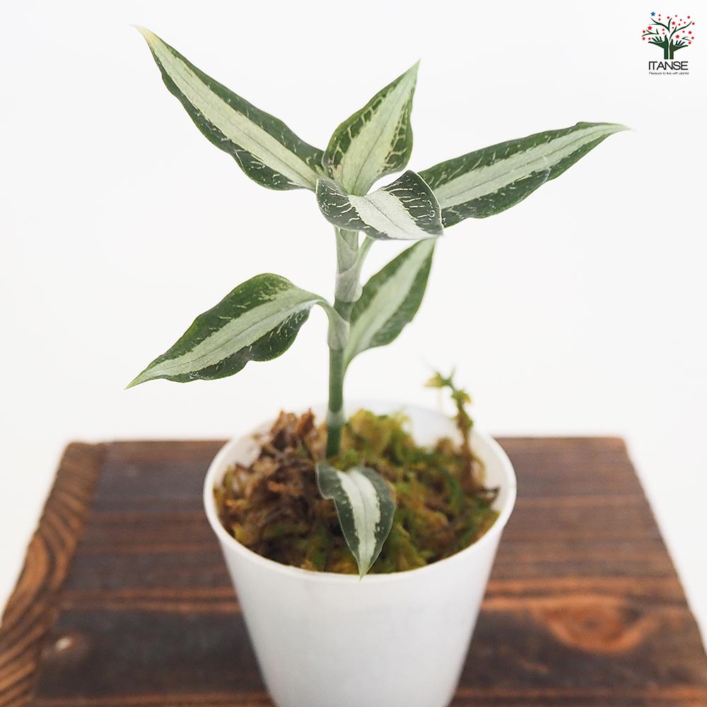 観葉植物 アスピドギネ アルゲンティア 【観葉植物 2号】｜ 【植物の
