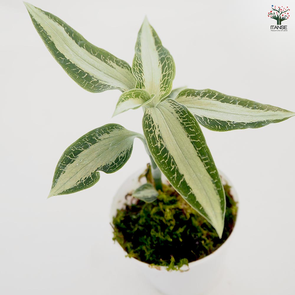 観葉植物 アスピドギネ アルゲンティア 【観葉植物 2号】｜ 【植物の