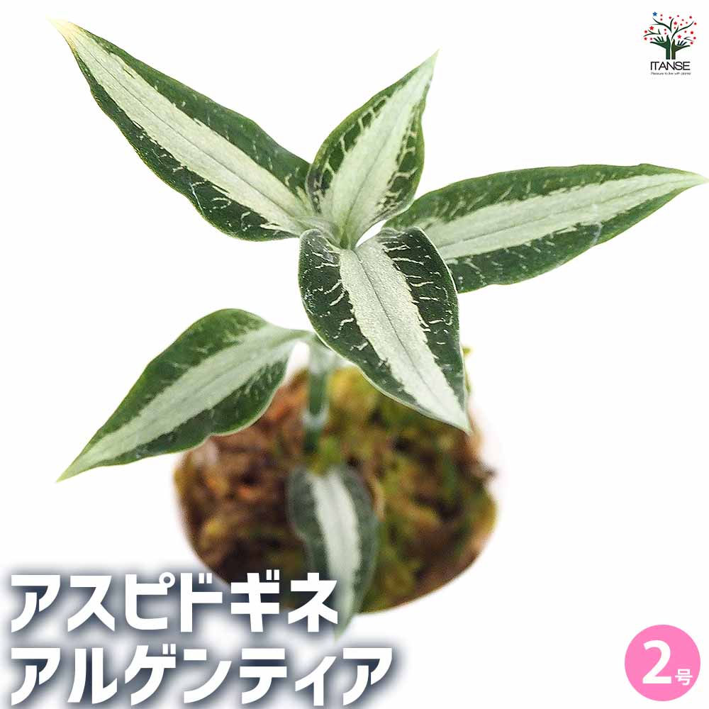 観葉植物 アスピドギネ アルゲンティア 【観葉植物 2号】