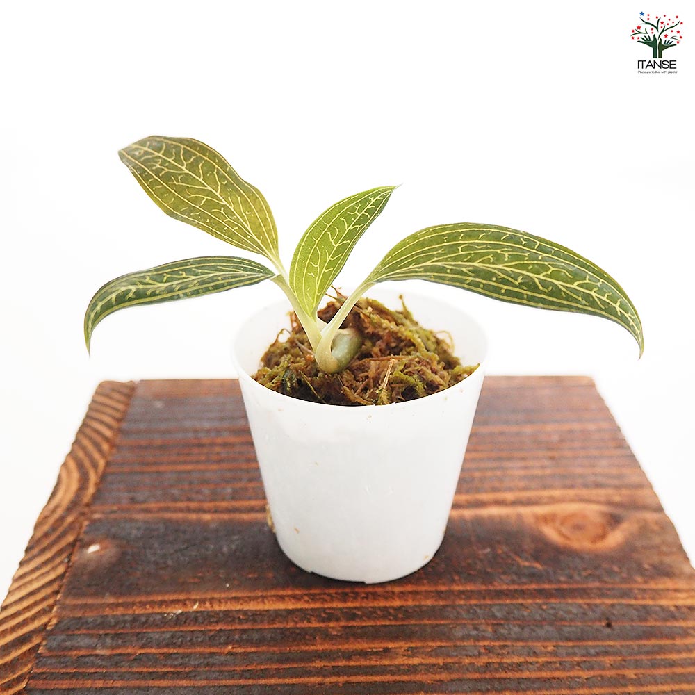 ひ*ん様 ジュエルオーキッド ルディシアディスカラー 黄桜 Ludisia